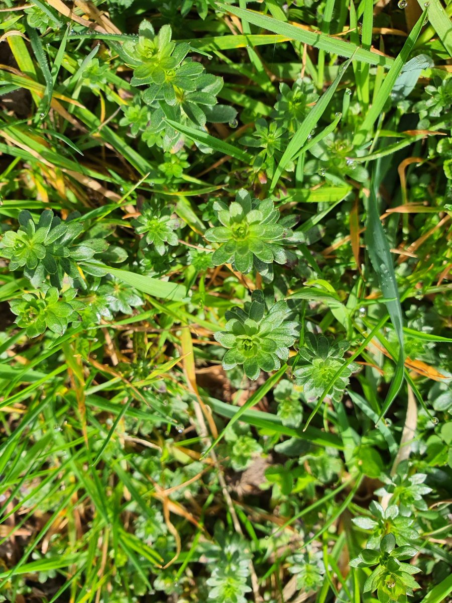 Wiesenlabkraut im Februar