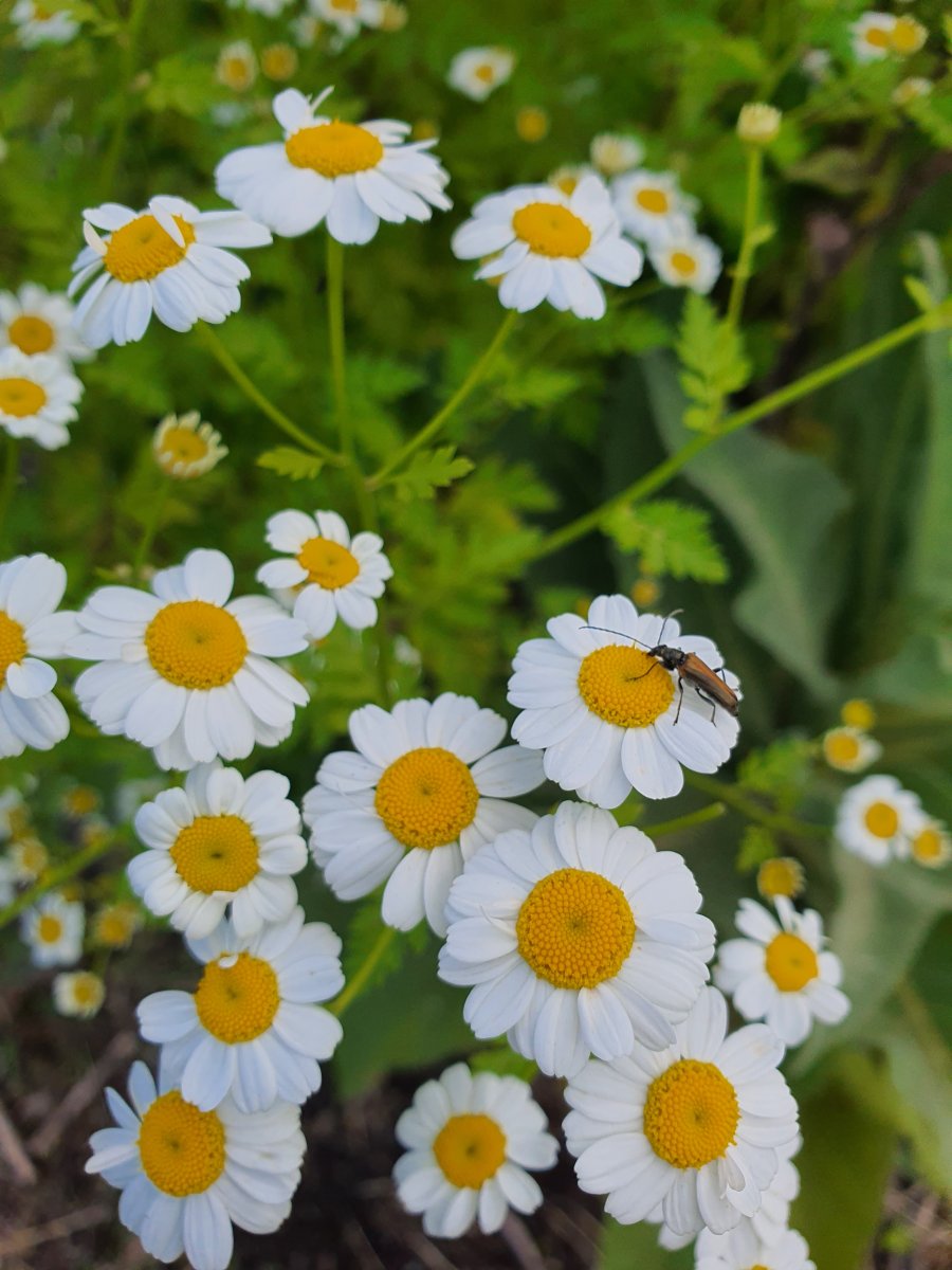 Tanacetum parthenium Mutterkraut