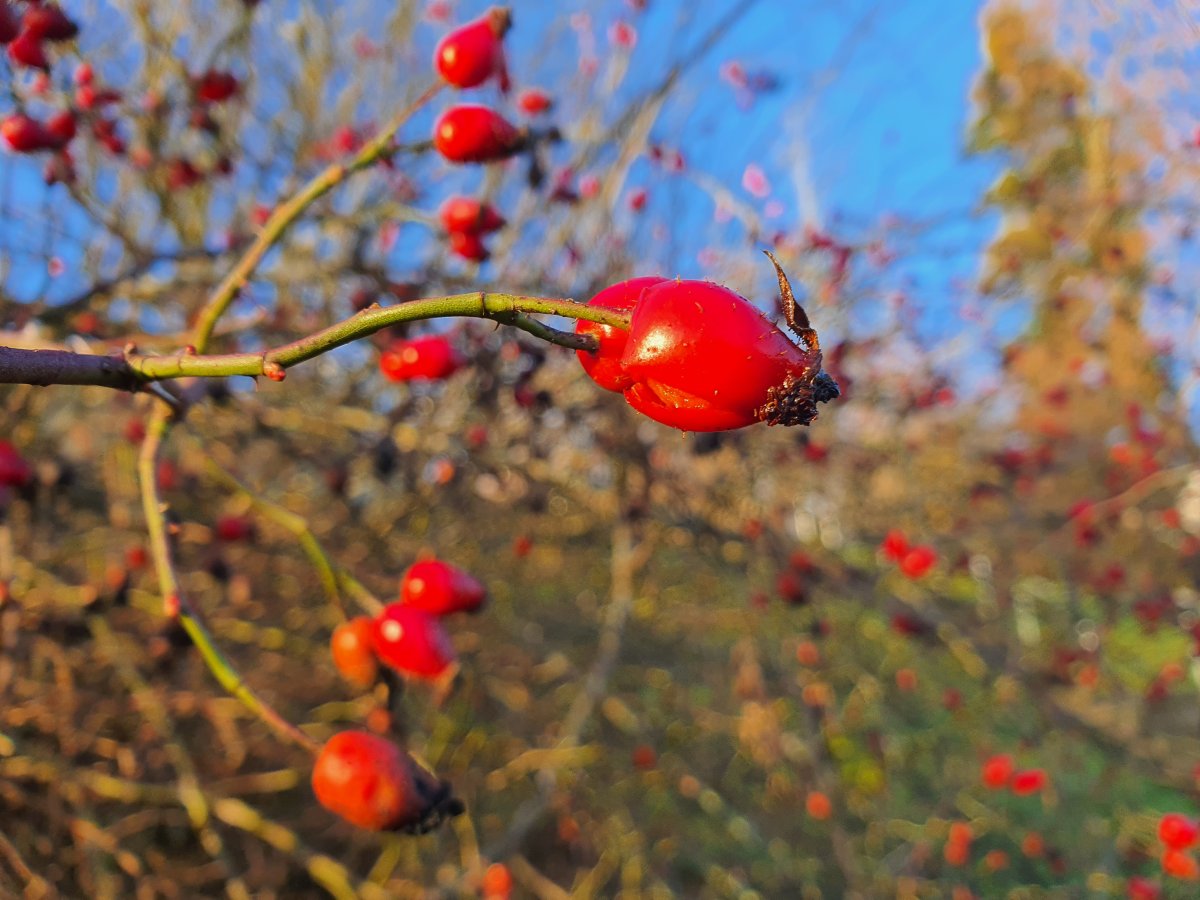 Naturbegegnung Wildrose