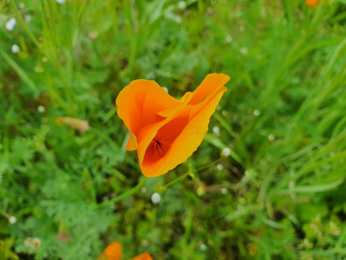 Mohnpflanze oranger Mohn