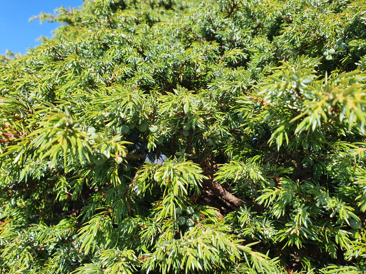 Juniperus Wacholder