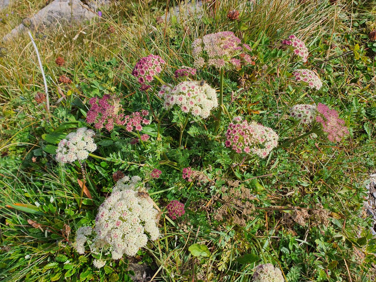 Apiaceae Doldenblütler