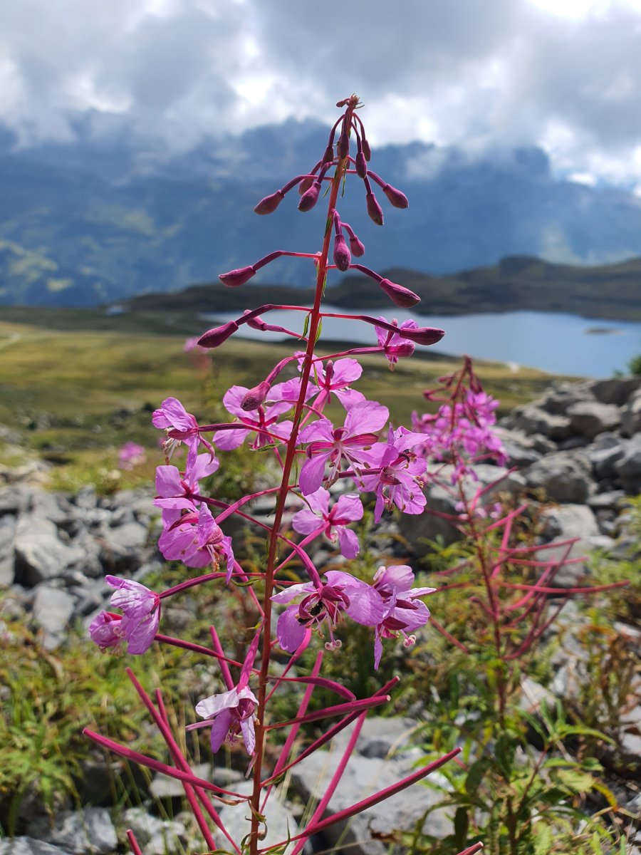 Epilobium angustifolium schmalblättriges Weidenröschen