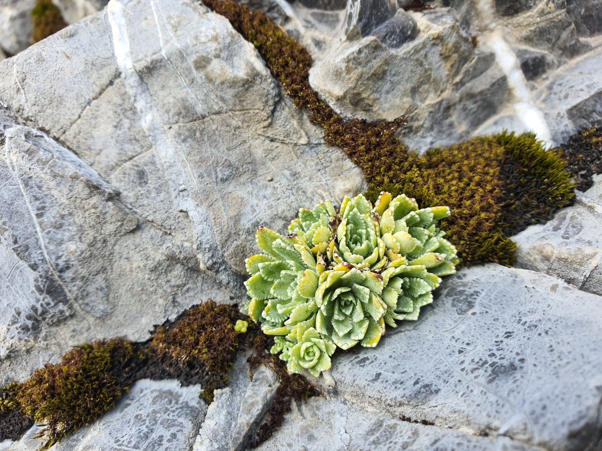 ein zartes Pflanzenwesen Bergpflanze