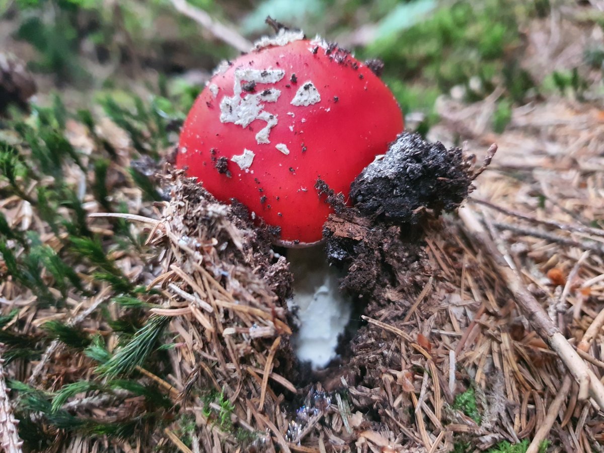 zeigt ihre Schönheit Fliegenpilz