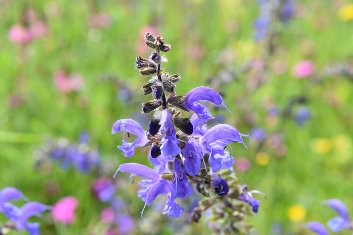 Salvia pratensis Wiesensalbei