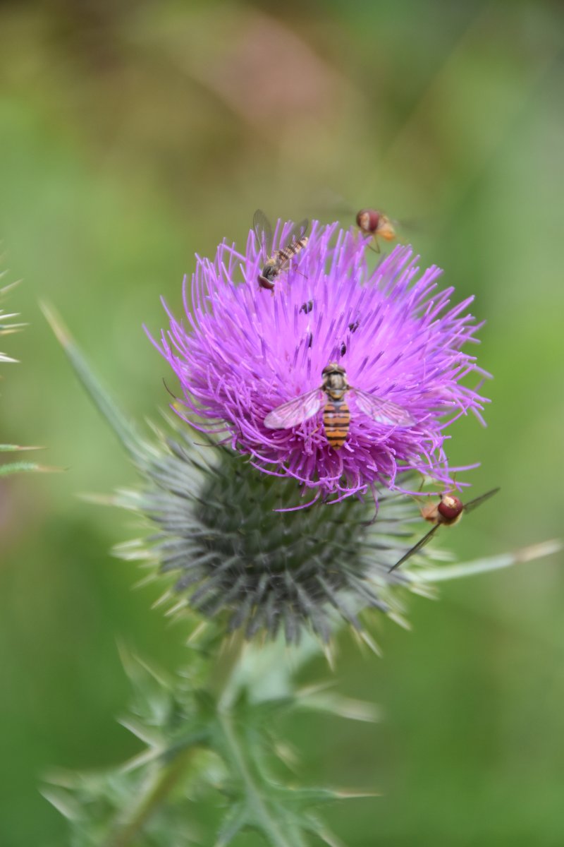 Distelblüte