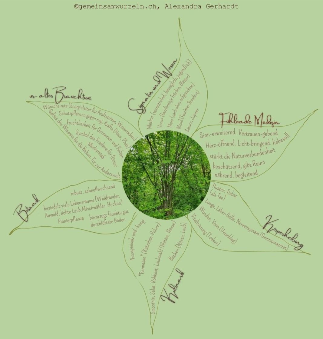 Hasel Essenzblume von gemeinsamwurzeln.ch