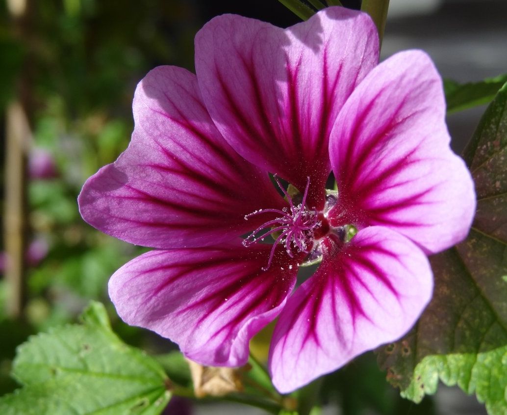 Malva sylvestris Wilde Malve